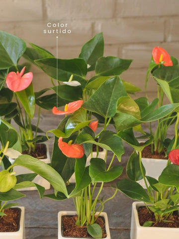 anturio-planta-de-interior-planta-del-amor-regalos-amor-y-amistad-regalos-para-mujer-habibi-plantitas.jpg