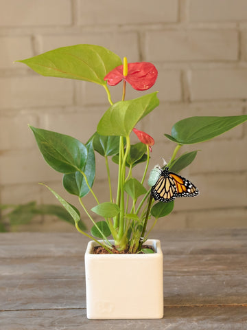 anturio-planta-de-interior-planta-del-amor-valentines-san-valentin-regalos-amor-y-amistad-regalos-para-mujer-crisalida-de-mariposa-capullo-monarca-pupa-habibi-plantitas.jpg