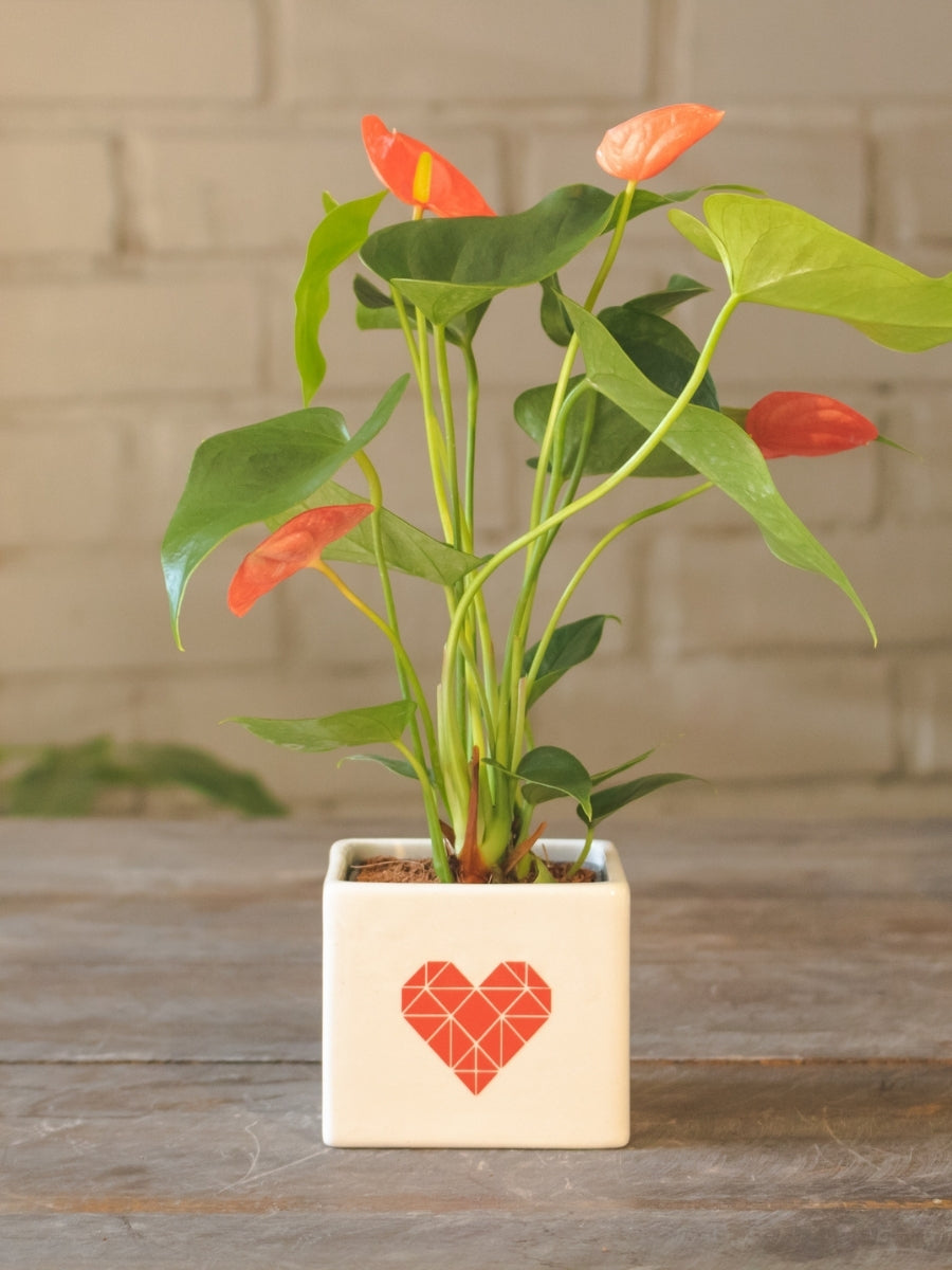 anturio-planta-de-interior-planta-del-amor-valentines-san-valentin-regalos-amor-y-amistad-regalos-para-mujer-habibi-plantitas.jpg