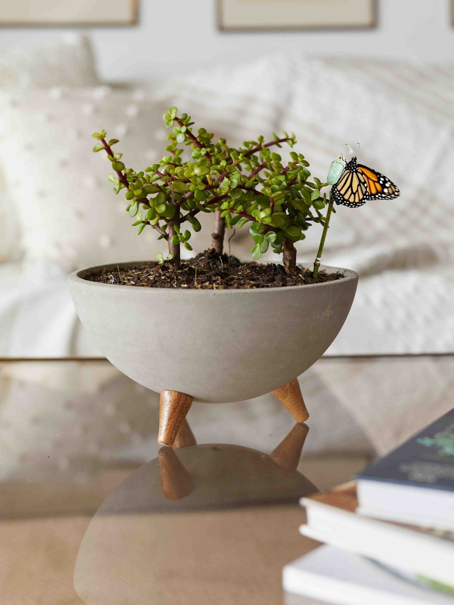 arreglo-de-bonsai-jade-planta-de-la-suerte-suculentas-maceta-bowl-de-concreto-regalo-para-hombres-crisalida-de-mariposa-capullo-pupa-habibi-plantitas_f62afe6f-0958-420e-8797-bed77b51bfb3.jpg