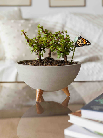 arreglo-de-bonsai-jade-planta-de-la-suerte-suculentas-maceta-bowl-de-concreto-regalo-para-hombres-crisalida-de-mariposa-capullo-pupa-habibi-plantitas_f62afe6f-0958-420e-8797-bed77b51bfb3.jpg