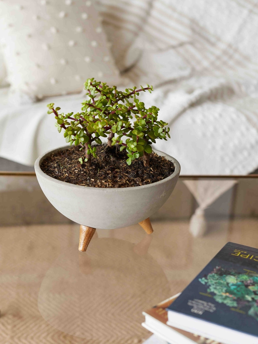 planta de la suerte jade Arreglo Bosque de Bonsai Jade (Solo Medellín) – Habibi