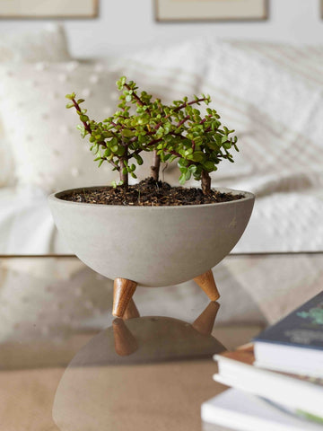 arreglo-de-bonsai-jade-planta-de-la-suerte-suculentas-maceta-bowl-de-concreto-regalos-de-cumpleanos-habibi-plantitas_0e88e673-a50d-4983-ad7d-7816e4ba6238.jpg