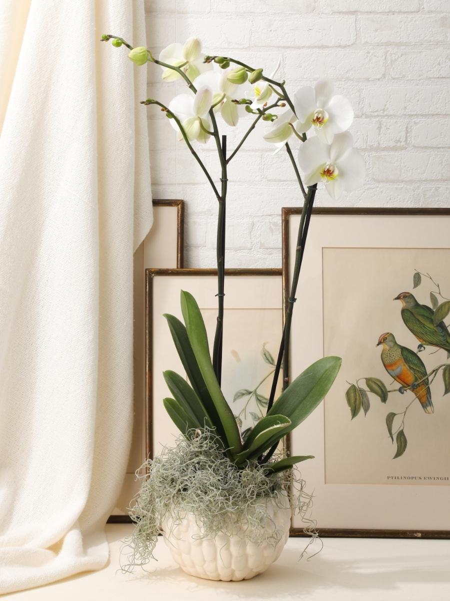 arreglos-con-orquideas-floristeria-medellin-arreglo-premium-maceta-decorativa-ceramica-habibi-plantitas.jpg