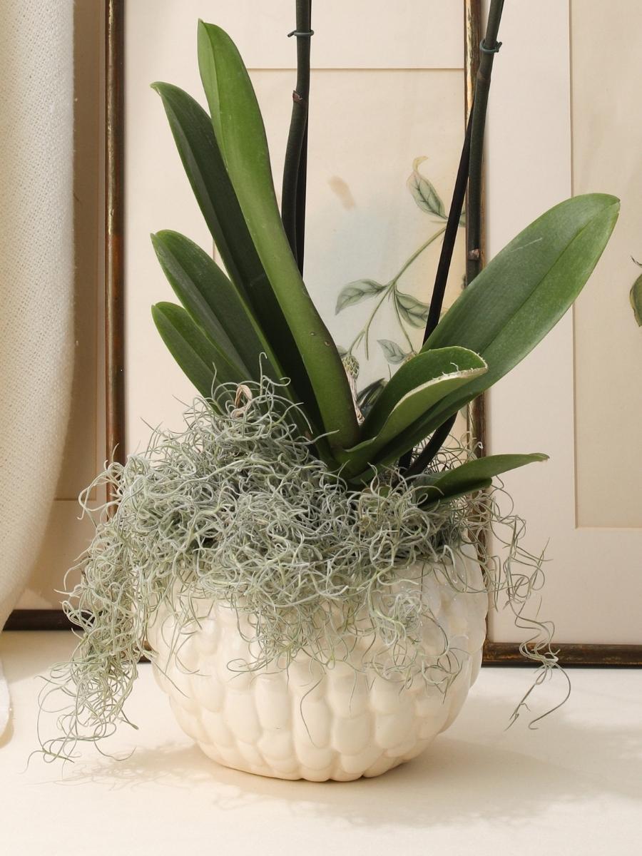 arreglos-con-orquideas-floristeria-medellin-arreglo-premium-maceta-decorativa-ceramica-habibi-plantitas_a68338c3-5bc5-4f7d-a5da-eac439175444.jpg