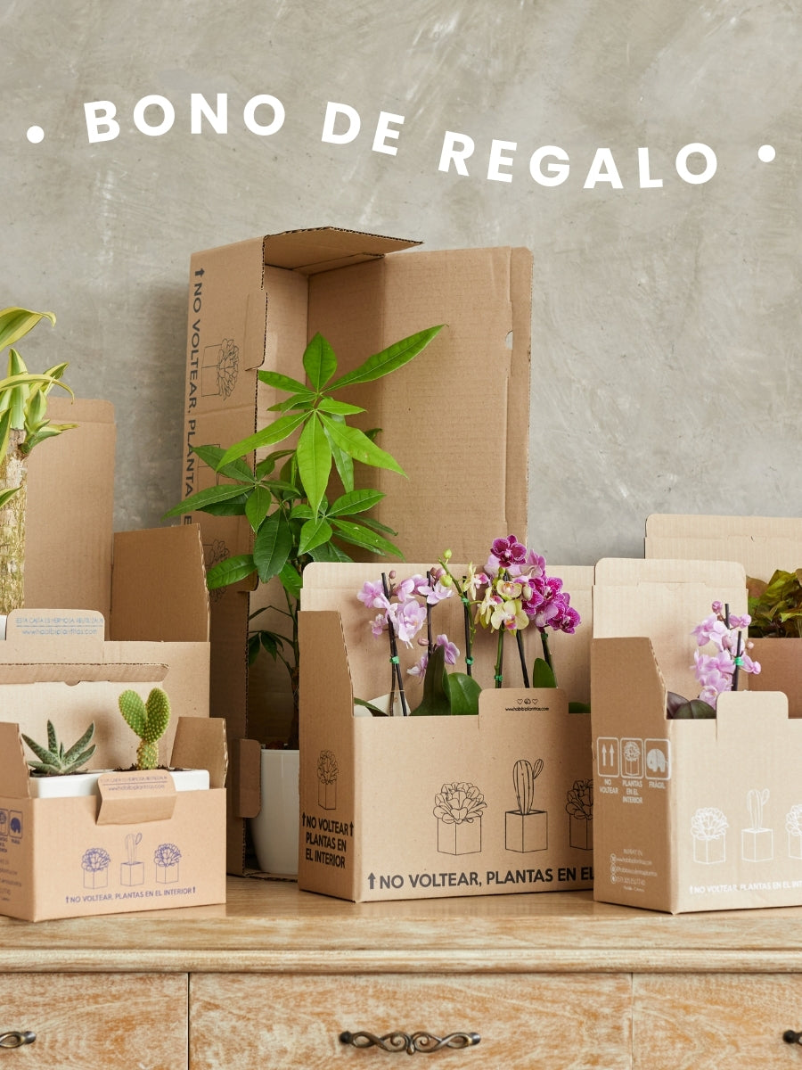 bono-de-regalo-tienda-online-de-plantas-regalos-decoracion-idea-de-regalo-regalos-para-hombre-regalos-para-mujer-habibi-plantitas.jpg
