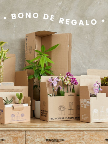 bono-de-regalo-tienda-online-de-plantas-regalos-decoracion-idea-de-regalo-regalos-para-hombre-regalos-para-mujer-habibi-plantitas.jpg