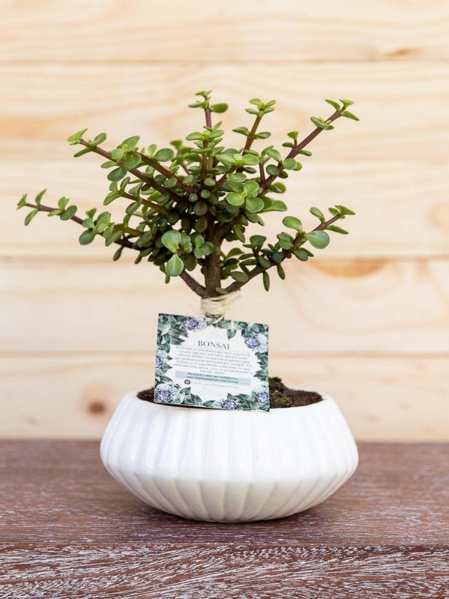 bonsai-de-jade-planta-de-la-suerte-maceta-ceramica-suculentas-cuidados-regalos-con-suculentas-regalos-para-hombres-regalo-de-condolencias-habibi-plantitas.jpg