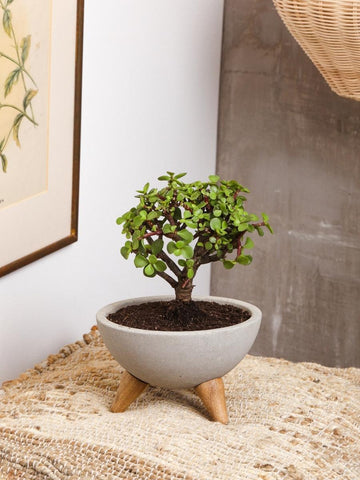 bonsai-de-jade-planta-de-la-suerte-maceta-concreto-suculentas-cuidados-regalos-con-suculentas-regalos-para-hombres-regalo-de-condolencias-habibi-plantitas_91edd182-6b88-4053-955f-f468126f5126.jpg