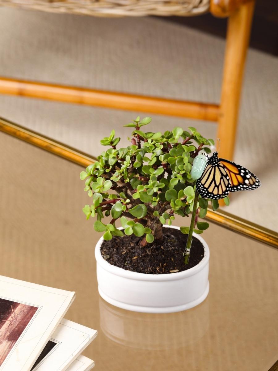como hacer un bonsai de planta de jade Bonsai Jade Matera Blanca – Habibi