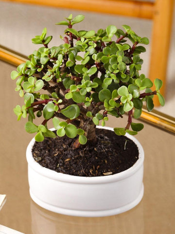 planta de la suerte jade Bonsai Jade Matera Blanca – Habibi