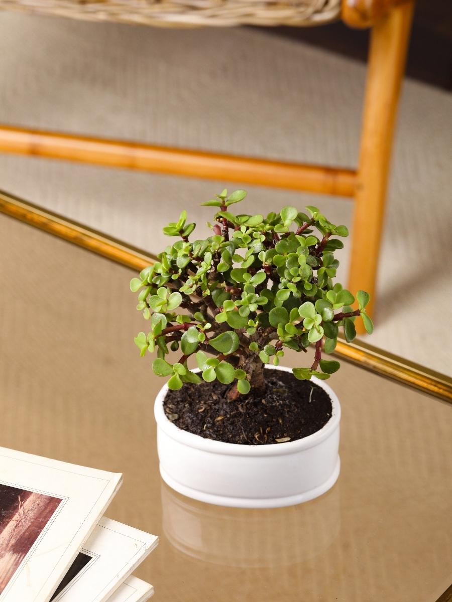 planta de jade bonsai Bonsai Jade Matera Blanca – Habibi