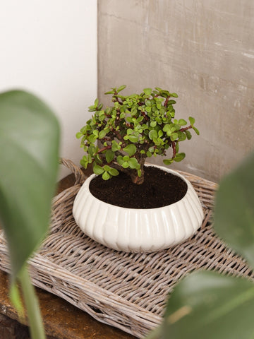 bonsai-de-jade-planta-de-la-suerte-planta-de-la-eternidad-regalos-planta-de-la-eternidad-regalo-para-mujer-regalos-de-condolencias-habibi-plantitas.jpg