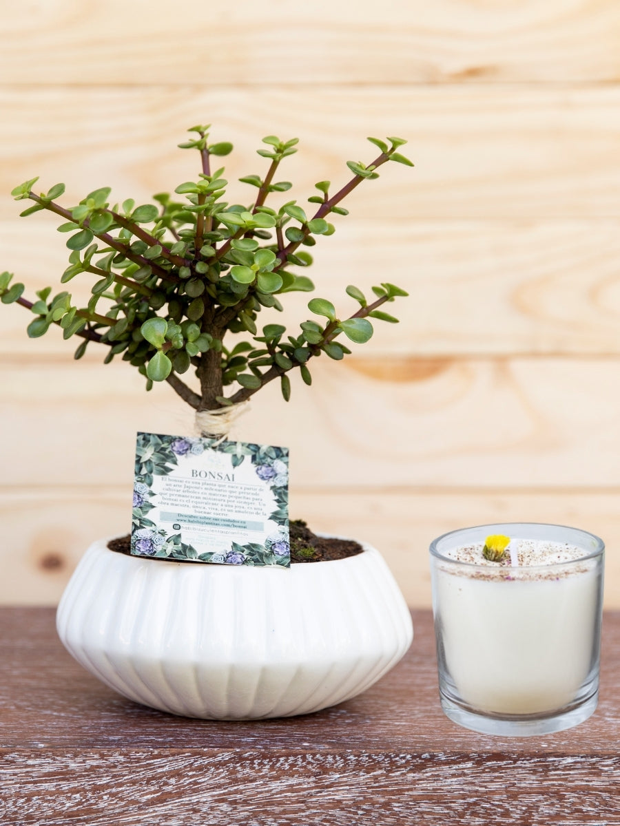 bonsai-de-jade-planta-de-la-suerte-planta-de-la-eternidad-vela-aromatica-regalos-planta-de-la-eternidad-regalo-para-mujer-regalos-de-condolencias-habibi-plantitas.jpg