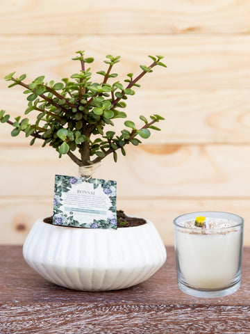 bonsai-de-jade-planta-de-la-suerte-planta-de-la-eternidad-vela-aromatica-regalos-planta-de-la-eternidad-regalo-para-mujer-regalos-de-condolencias-habibi-plantitas.jpg