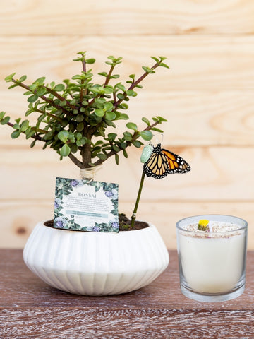 bonsai-de-jade-planta-de-la-suerte-planta-de-la-eternidad-vela-aromatica-regalos-regalo-para-mujer-regalos-de-condolencias-habibi-plantitas.jpg