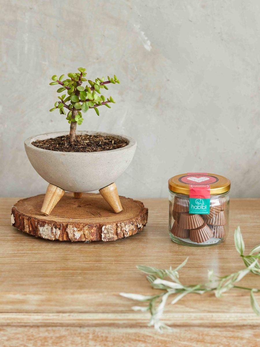 bonsai-de-jade-planta-de-la-suerte-suculentas-cuidados-regalos-con-suculentas-maceta-concreto-regalos-para-hombres-regalo-de-condolencias-chocolates-habibi-plantitas.jpg