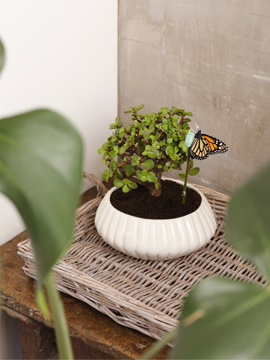 bonsai-de-jade-planta-de-la-suerte-suculentas-cuidados-regalos-con-suculentas-regalos-para-hombres-regalo-de-condolencias-crisalida-de-mariposa-capullo-habibi-plantitas.jpg