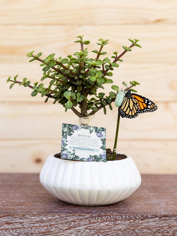 bonsai-de-jade-planta-de-la-suerte-suculentas-cuidados-regalos-con-suculentas-regalos-para-hombres-regalo-de-condolencias-crisalida-de-mariposa-capullo-habibi-plantitas_4a3b4b5e-435d-4c17-8f39-ca1b085f2d7a.jpg
