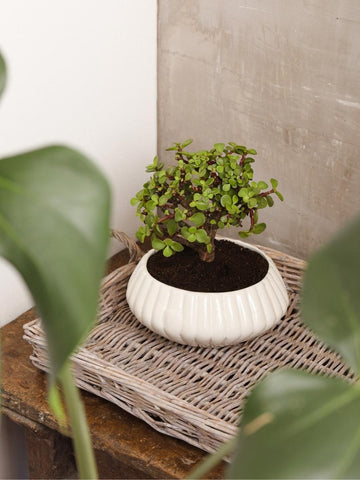 bonsai-de-jade-planta-de-la-suerte-suculentas-cuidados-regalos-con-suculentas-regalos-para-hombres-regalo-de-condolencias-habibi-plantitas.jpg