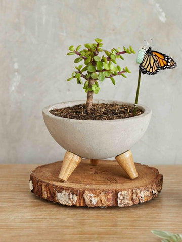 bonsai-de-jade-planta-de-la-suerte-suculentas-cuidados-regalos-con-suculentas-regalos-para-hombres-regalo-de-pesame-capullo-de-mariposa-crisalida-habibi-plantitas.jpg