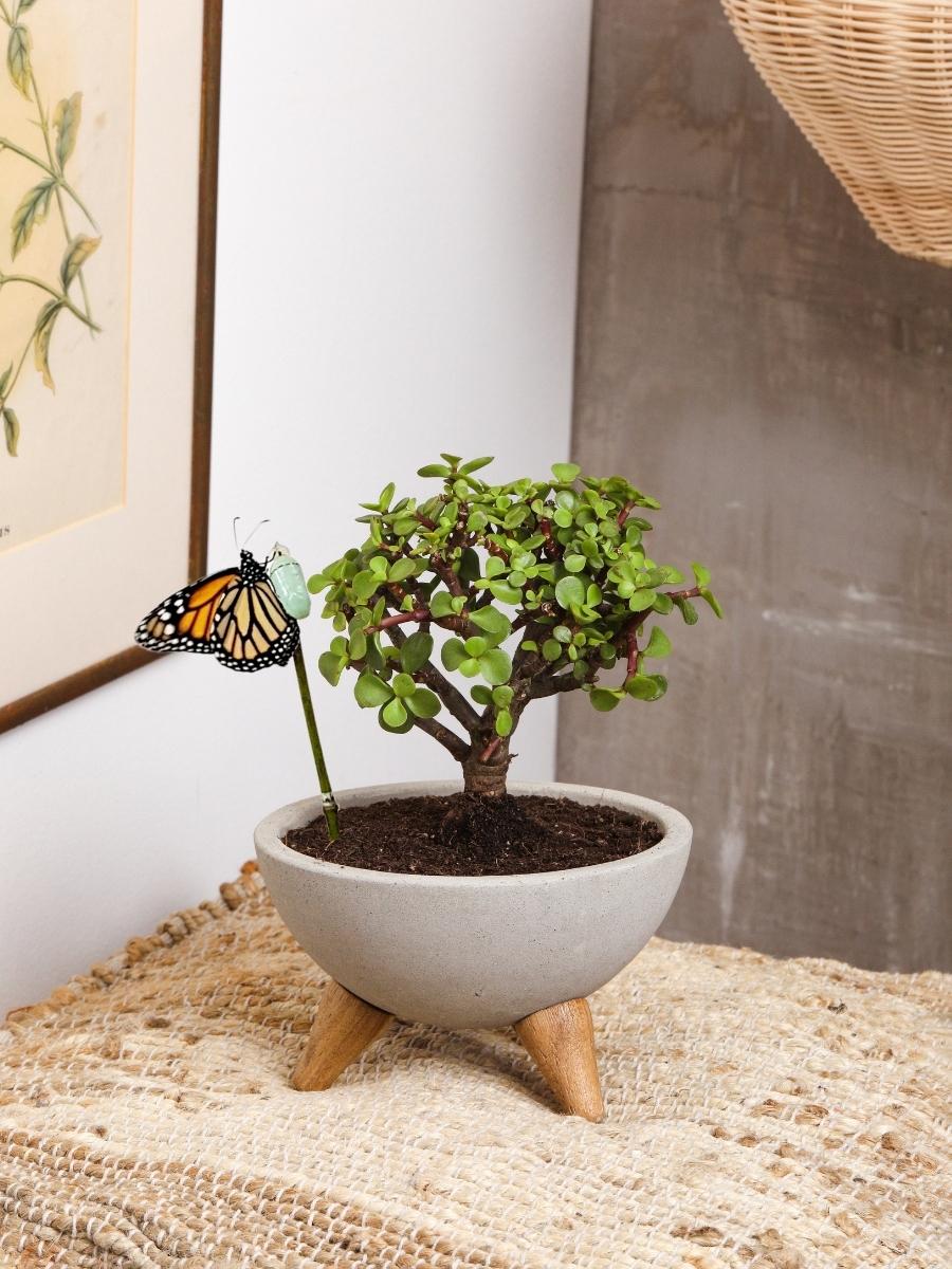 bonsai-de-jade-planta-de-la-suerte-suculentas-cuidados-regalos-con-suculentas-regalos-para-hombres-regalo-de-pesame-capullo-de-mariposa-crisalida-pupa-habibi-plantitas.jpg