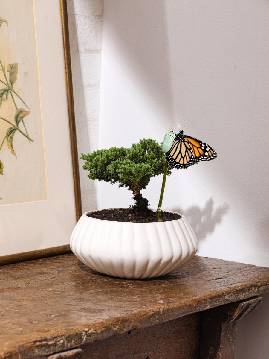 bonsai-de-pino-planta-de-la-eternidad-maceta-ceramica-regalos-de-condolencias-regalos-de-pesame-regalos-de-cumpleanos-capullo-de-mariposa-crisalida-habibi-plantitas.jpg