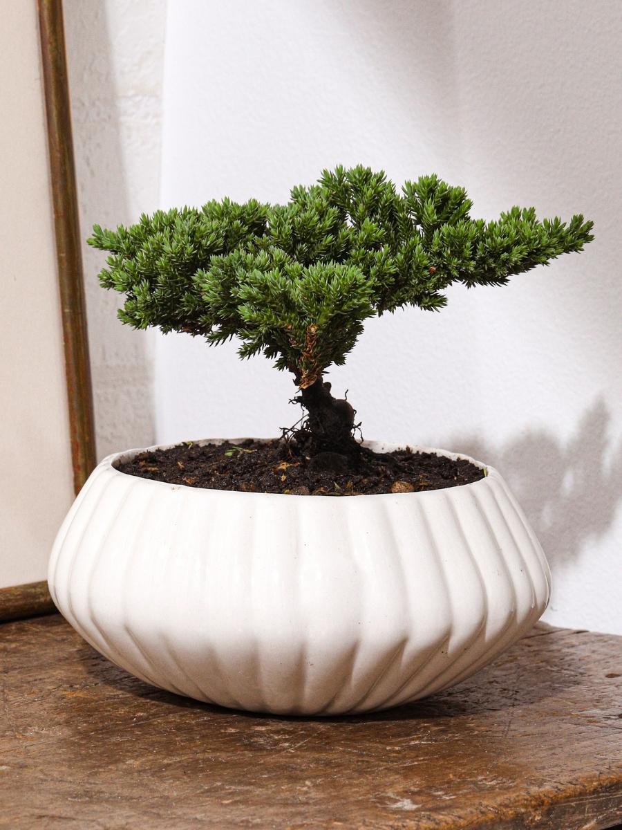 bonsai-de-pino-planta-de-la-eternidad-maceta-ceramica-regalos-de-condolencias-regalos-de-pesame-regalos-de-cumpleanos-habibi-plantitas.jpg
