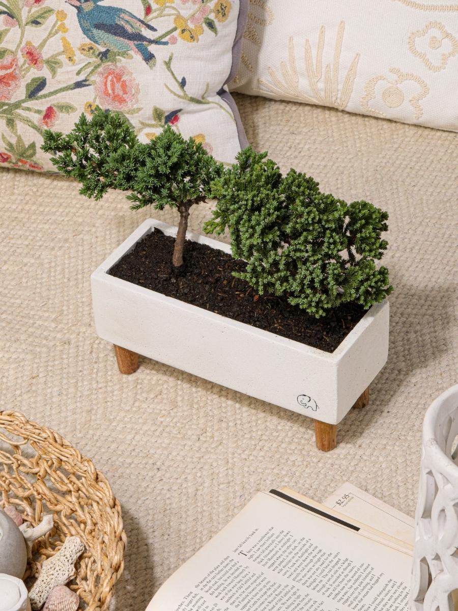 bonsai-de-pino-planta-de-la-eternidad-maceta-en-concreto-regalos-de-condolencias-regalos-de-pesame-regalos-de-cumpleanos-habibi-plantitas.jpg