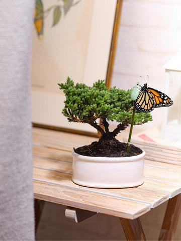 bonsai-de-pino-planta-de-la-eternidad-regalos-de-condolencias-regalos-de-pesame-regalos-de-cumpleanos-crisalida-de-mariposa-capullo-habibi-plantitas.jpg