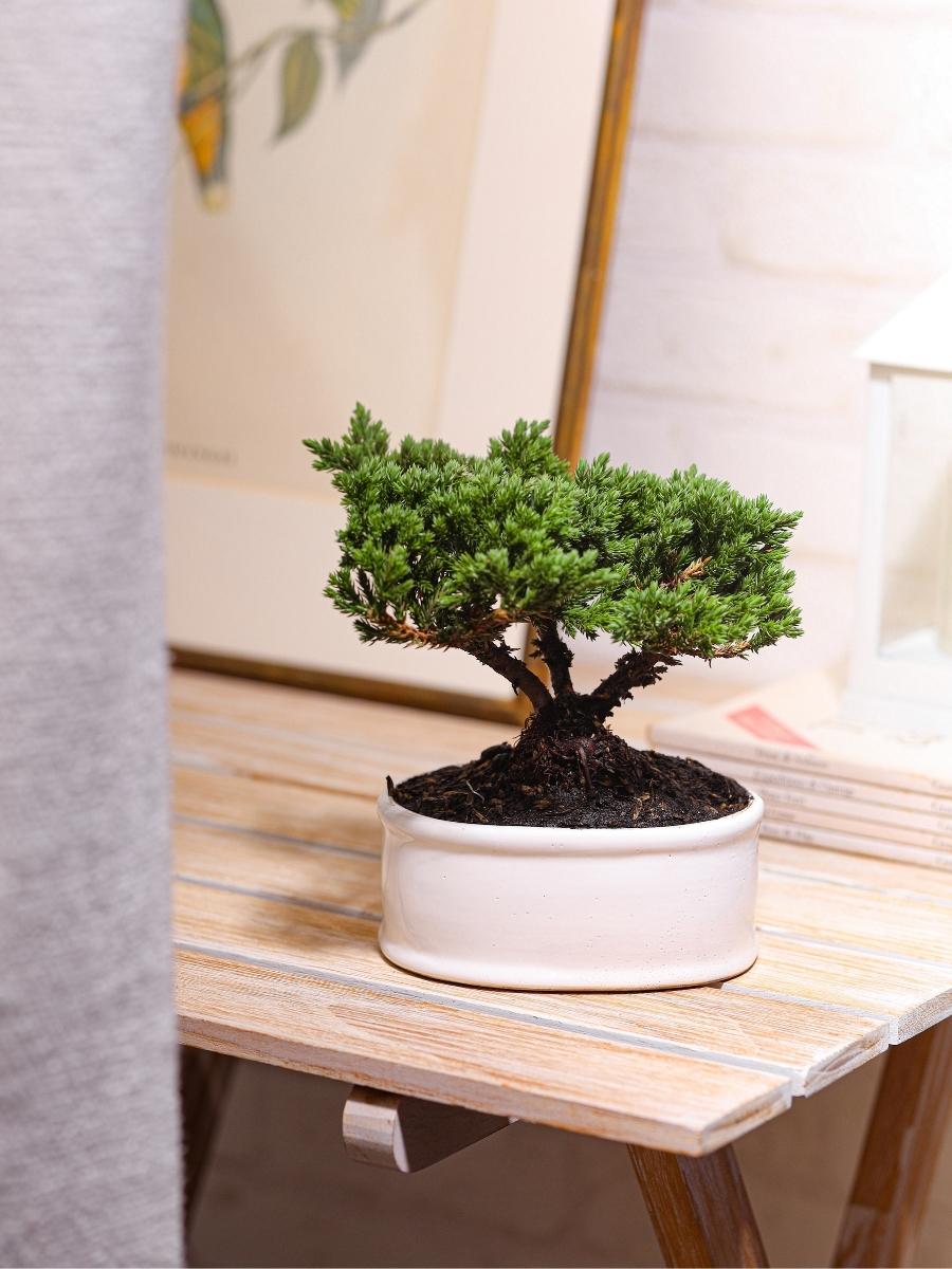 bonsai-de-pino-planta-de-la-eternidad-regalos-de-condolencias-regalos-de-pesame-regalos-de-cumpleanos-habibi-plantitas.jpg