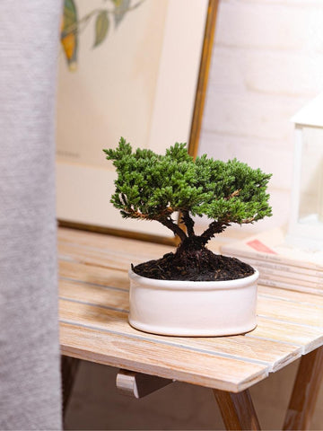 bonsai-de-pino-planta-de-la-eternidad-regalos-de-condolencias-regalos-de-pesame-regalos-de-cumpleanos-habibi-plantitas.jpg