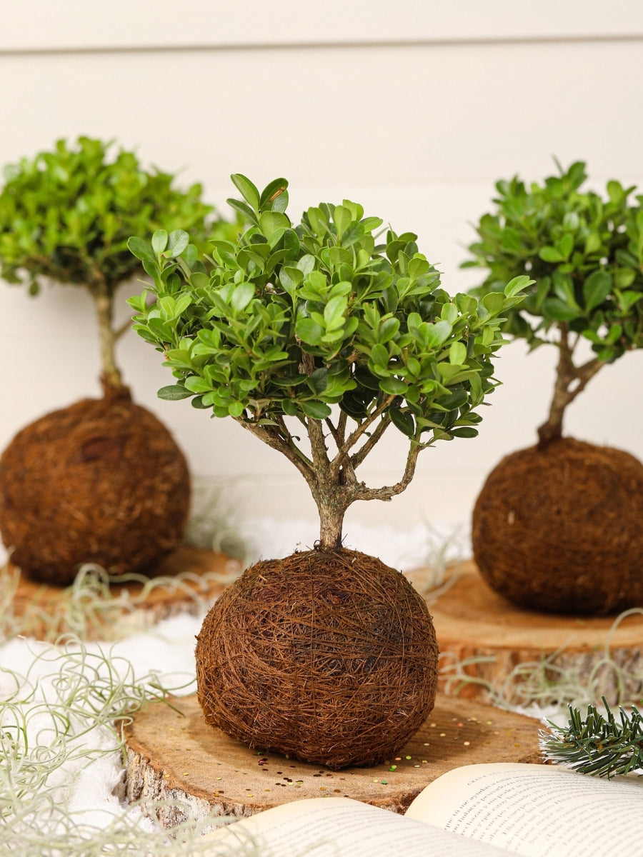 bonsai-kokedama-buxus-planta-de-la-buena-suerte-bonsai-planta-de-la-eternidad-regalos-habibi-plantitas.jpg