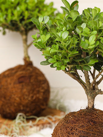 bonsai-kokedama-buxus-planta-de-la-buena-suerte-bonsai-planta-de-la-eternidad-regalos-habibi-plantitas_d08325bc-45b6-4d8e-9987-1bfe48d7d9e2.jpg