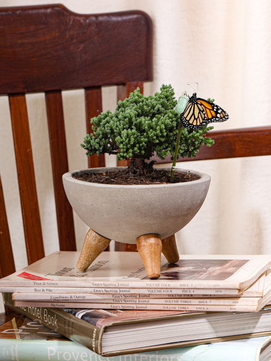 capullo-de-mariposa-crisalida-mini-bonsai-de-pino-planta-de-la-eternidad-maceta-concreto-regalos-de-condolencias-regalos-de-pesame-regalos-de-cumpleanos-habibi-plantitas.jpg