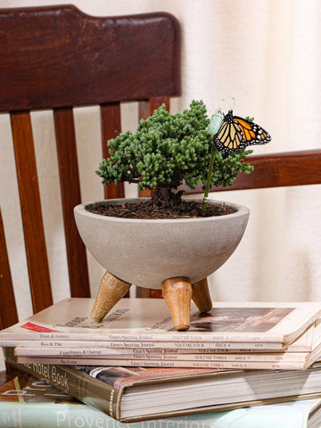 capullo-de-mariposa-crisalida-mini-bonsai-de-pino-planta-de-la-eternidad-maceta-concreto-regalos-de-condolencias-regalos-de-pesame-regalos-de-cumpleanos-habibi-plantitas.jpg
