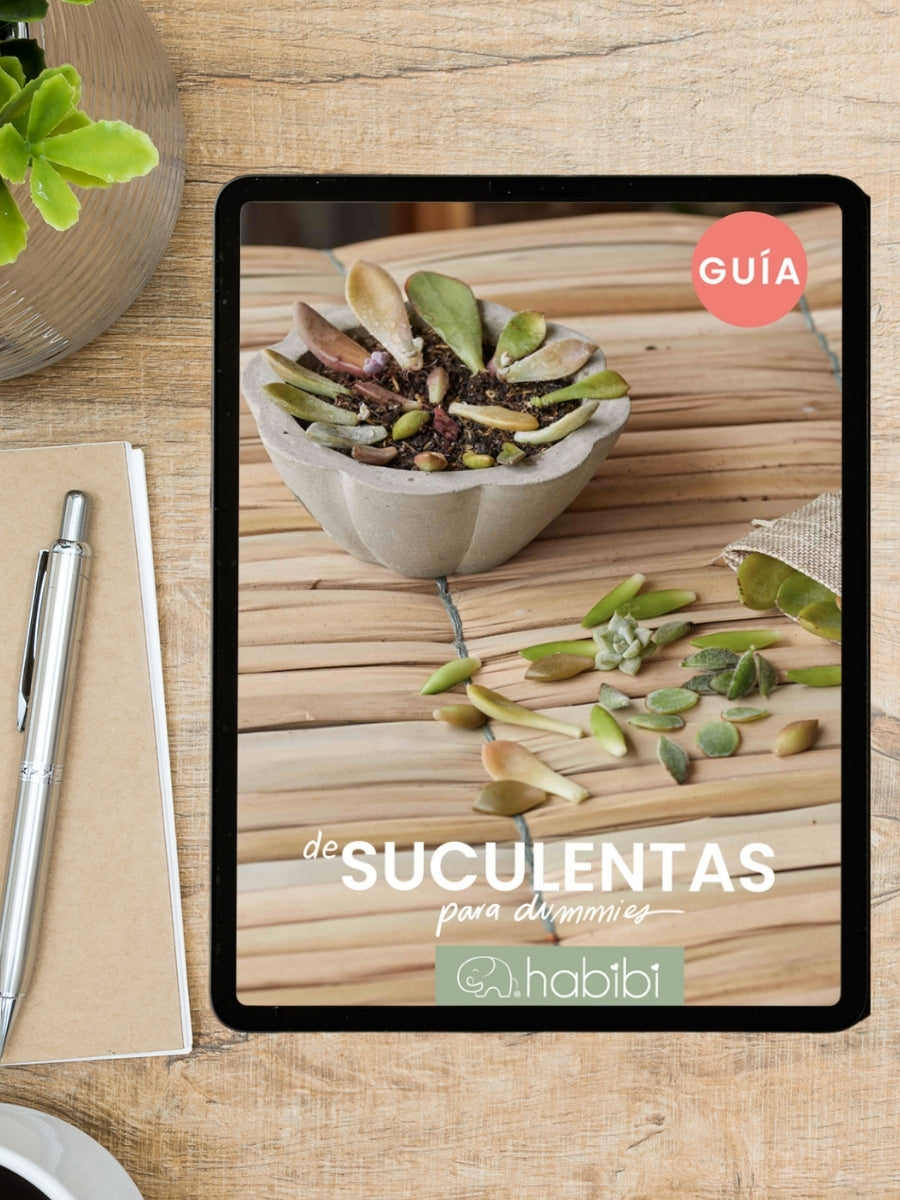 ebook-de-suculentas-guia-de-cuidados-de-suculentas-libro-de-plantas-habibi-plantitas.jpg