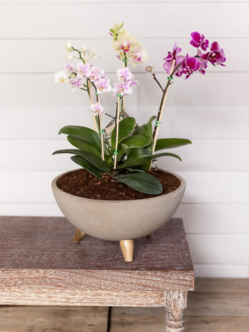 flores-de-lujo-arreglo-de-orquideas-regalos-premium-para-mujer-maceta-en-concreto-floristeria-medellin-habibi-plantitas.jpg
