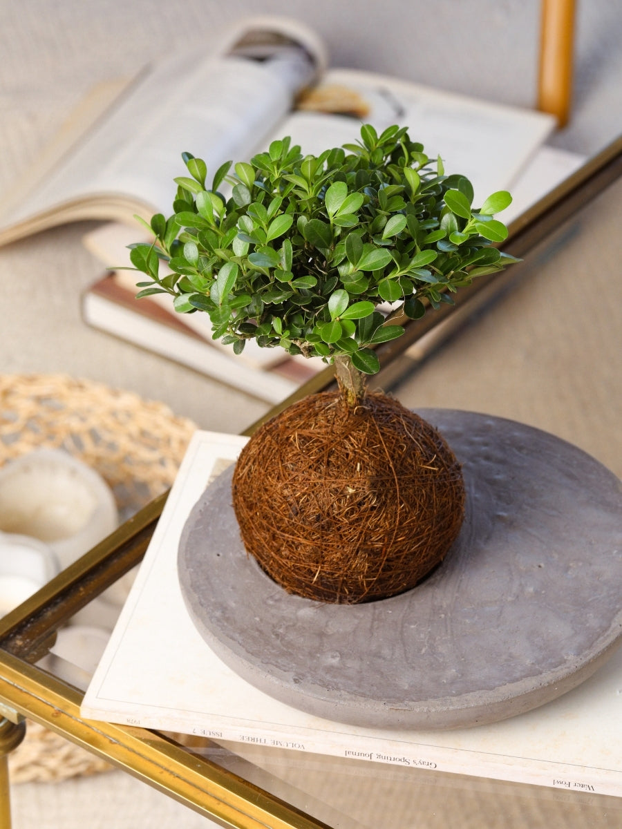kokedama-bonsai-buxus-con-base-decorativa-planta-de-la-buena-suerte-bonsai-planta-de-la-eternidad-regalos-habibi-plantitas.jpg