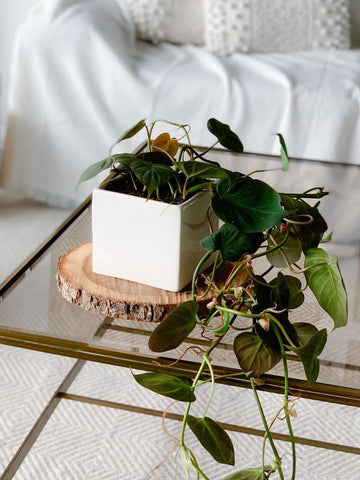 maceta-ceramica-para-plantas-de-interior-decoracion-con-plantas-purificadoras-vivero-de-plantas-cordatum-habibi-plantitas_jpg.jpg