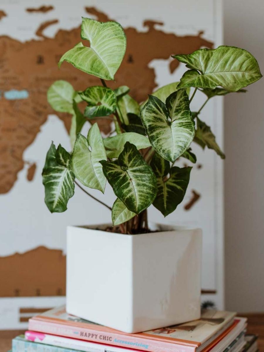 maceta-ceramica-para-plantas-de-interior-decoracion-con-plantas-purificadoras-vivero-de-plantas-singonio-habibi-plantitas.jpg