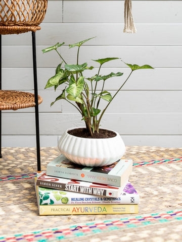 maceta-decorativa-para-plantas-macetas-artesanales-hecha-a-mano-decoracion-con-plantas-de-interior-purificadoras-de-aire-regalos-para-mujeres-singonio-habibi-plantitas.jpg