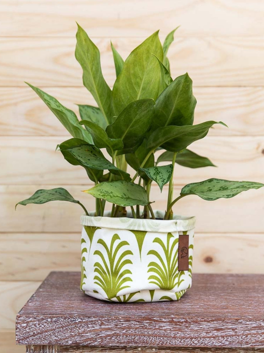 maceta-en-tela-para-plantas-de-interior-miami-potos-decoracion-habibi-macetas-decorativas-plantitas_d92830fa-cf44-4ef9-8b2a-1a61e0bfd168.jpg