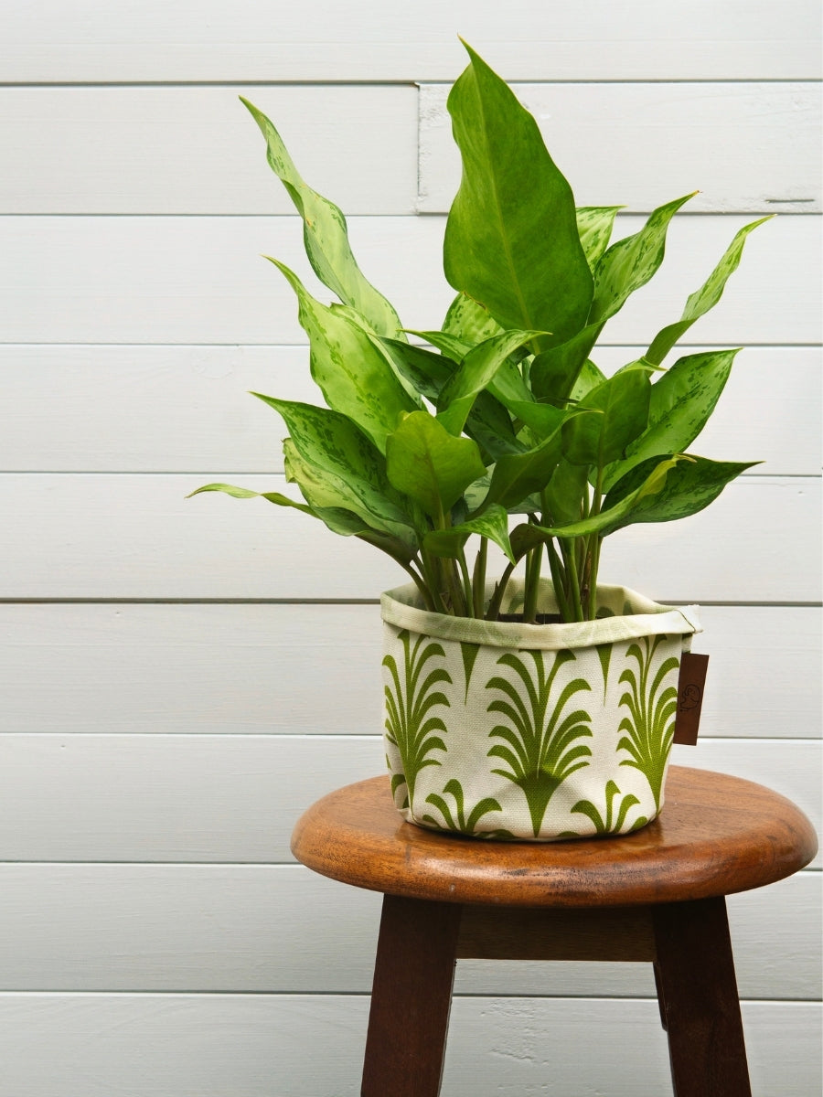 maceta-en-tela-para-plantas-de-interior-miami-potos-decoracion-macetas-decorativas-miami-potos-plantitas.jpg