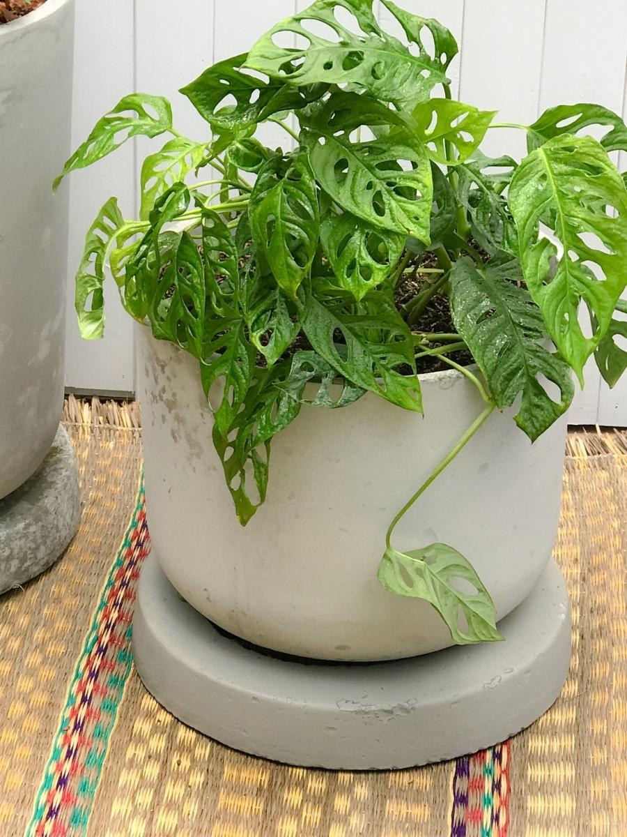 maceta-grande-en-concreto-de-piso-para-plantas-de-interior-plantas-de-exterior-macetas-grandes-decoracion-habibi-plantitas.jpg
