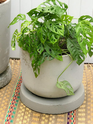maceta-grande-en-concreto-de-piso-para-plantas-de-interior-plantas-de-exterior-macetas-grandes-decoracion-habibi-plantitas.jpg