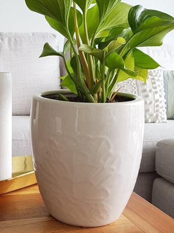 maceta-para-plantas-de-interior-decoracion-con-plantas-plantas-purificadoras-plantas-faciles-de-cuidar-habibi-plantitas.jpg