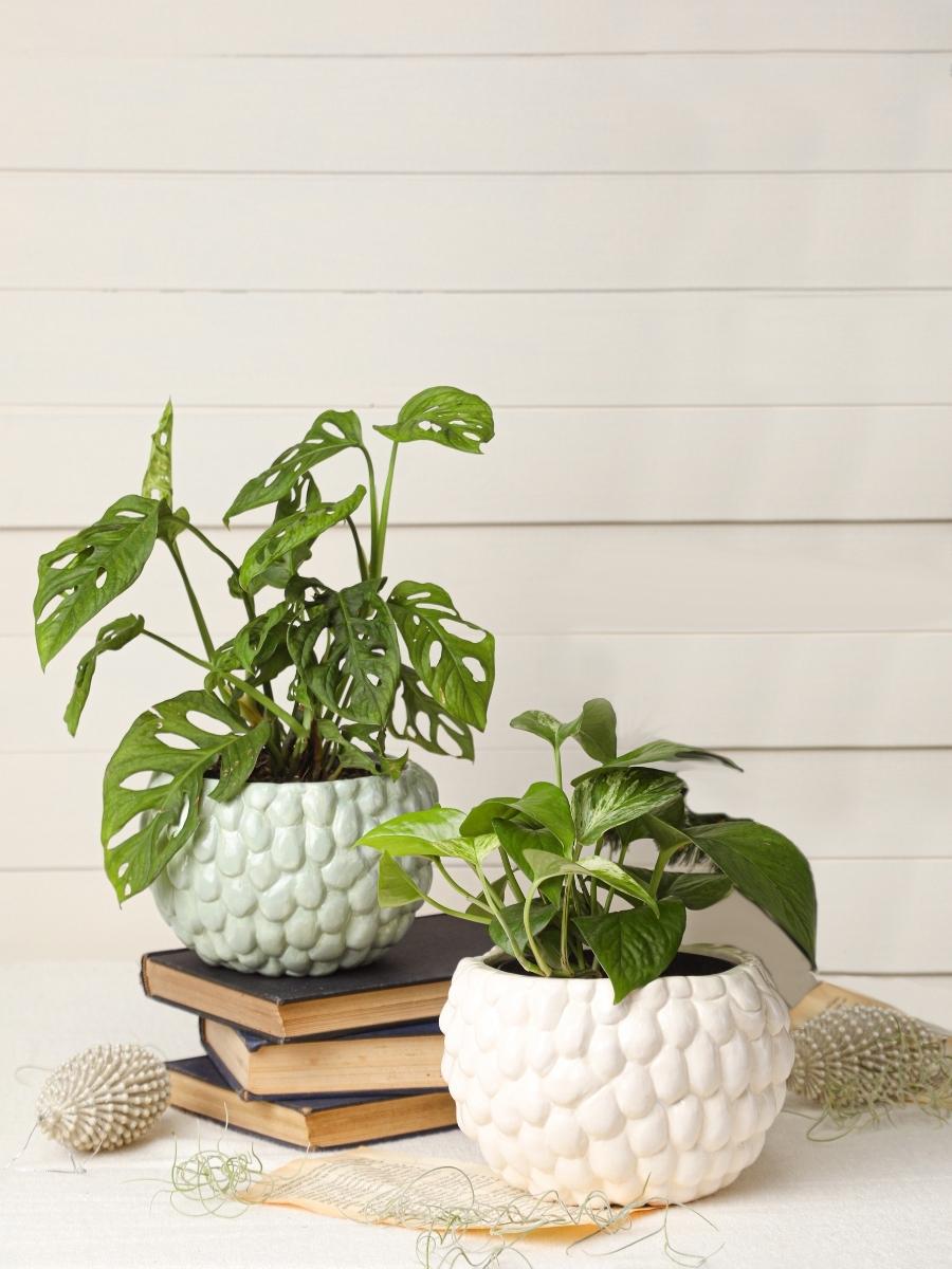 maceta-para-plantas-decorativa-artesanal-hecha-a-mano-decoracion-con-plantas-de-interior-purificadoras-de-aire-regalos-para-mujeres-miami-potus-potos-hojarota-habibi-plantitas.jpg