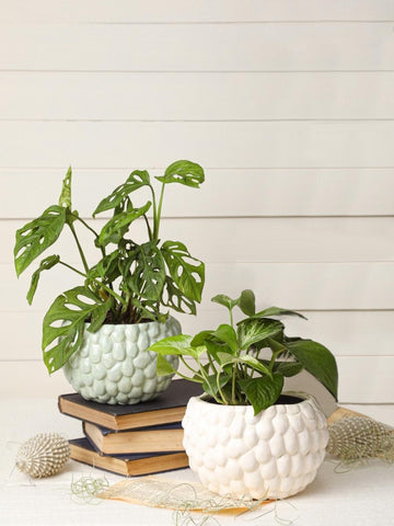 maceta-para-plantas-decorativa-artesanal-hecha-a-mano-decoracion-con-plantas-de-interior-purificadoras-de-aire-regalos-para-mujeres-miami-potus-potos-hojarota-habibi-plantitas.jpg