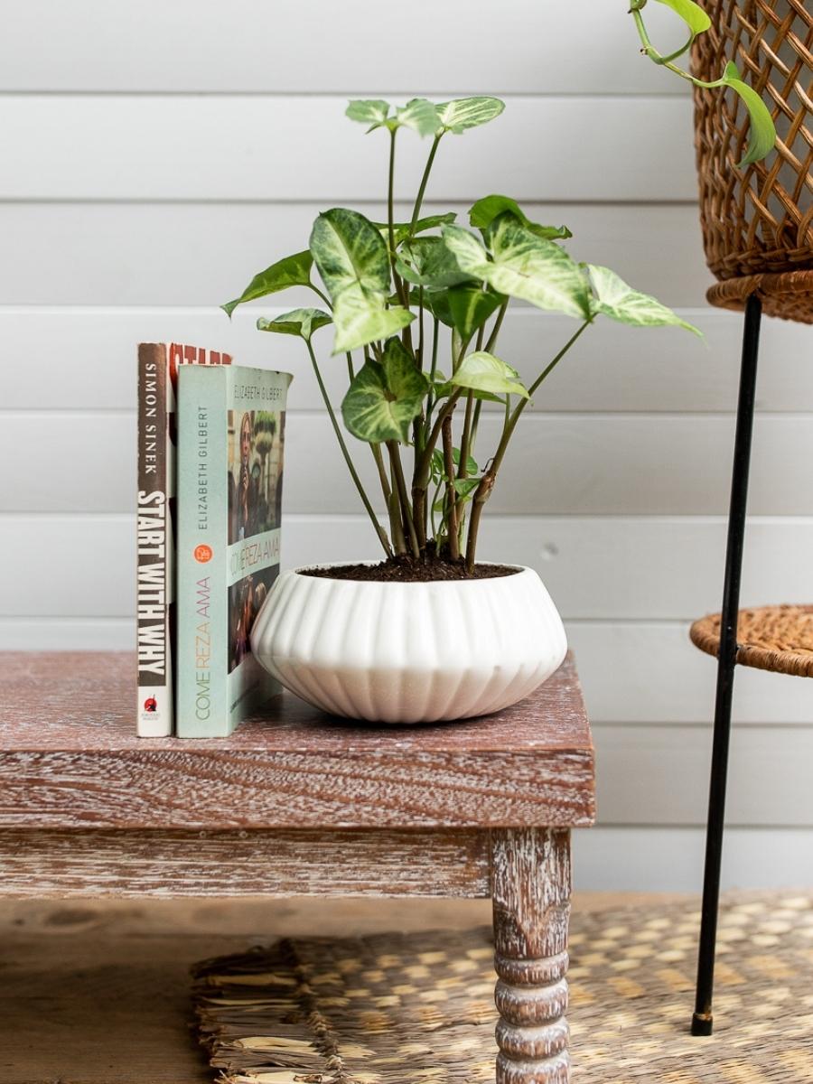 maceta-para-plantas-decorativa-artesanal-hecha-a-mano-decoracion-con-plantas-de-interior-purificadoras-de-aire-regalos-para-mujeres-singonio-habibi-plantitas.jpg